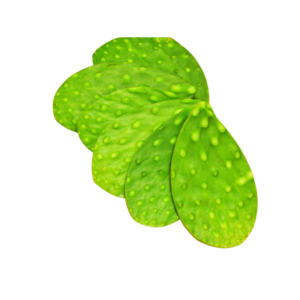 Nopal