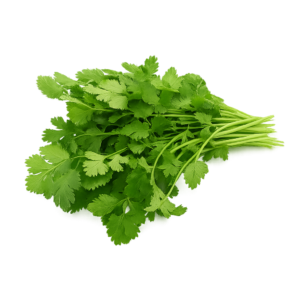 Cilantro