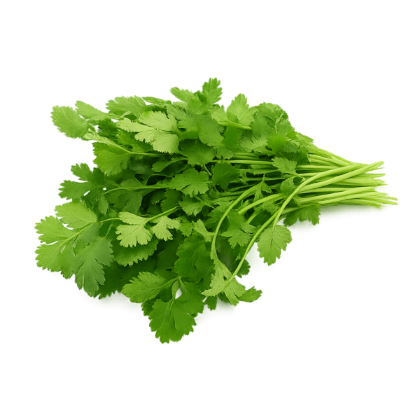 Cilantro